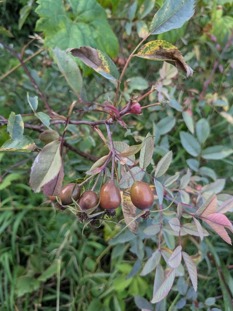 Rosa Glauca