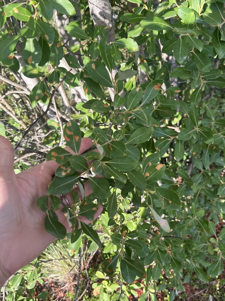 Salix Scouleriana