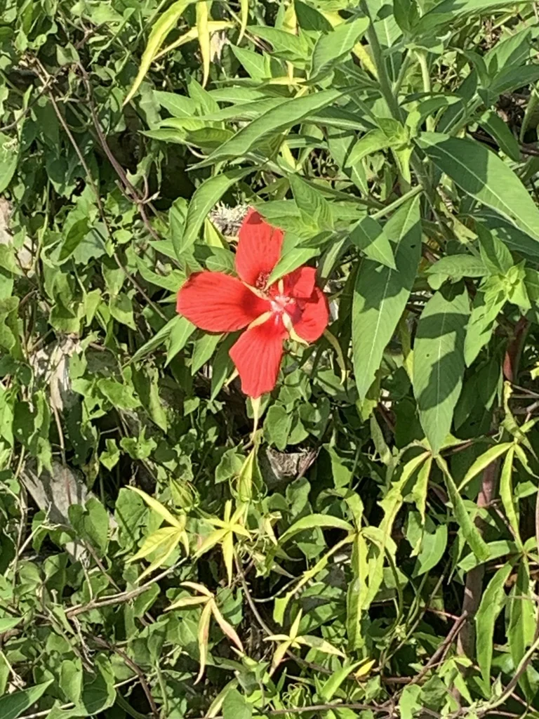 Hibiscus Coccineus
