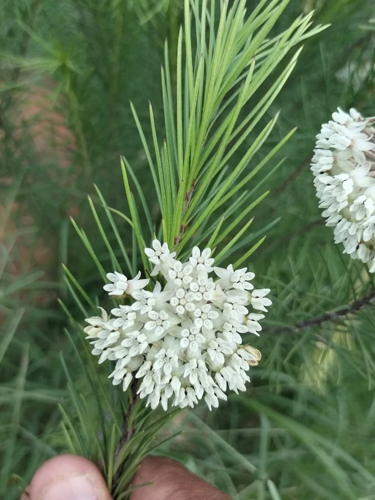 Asclepias Linaria