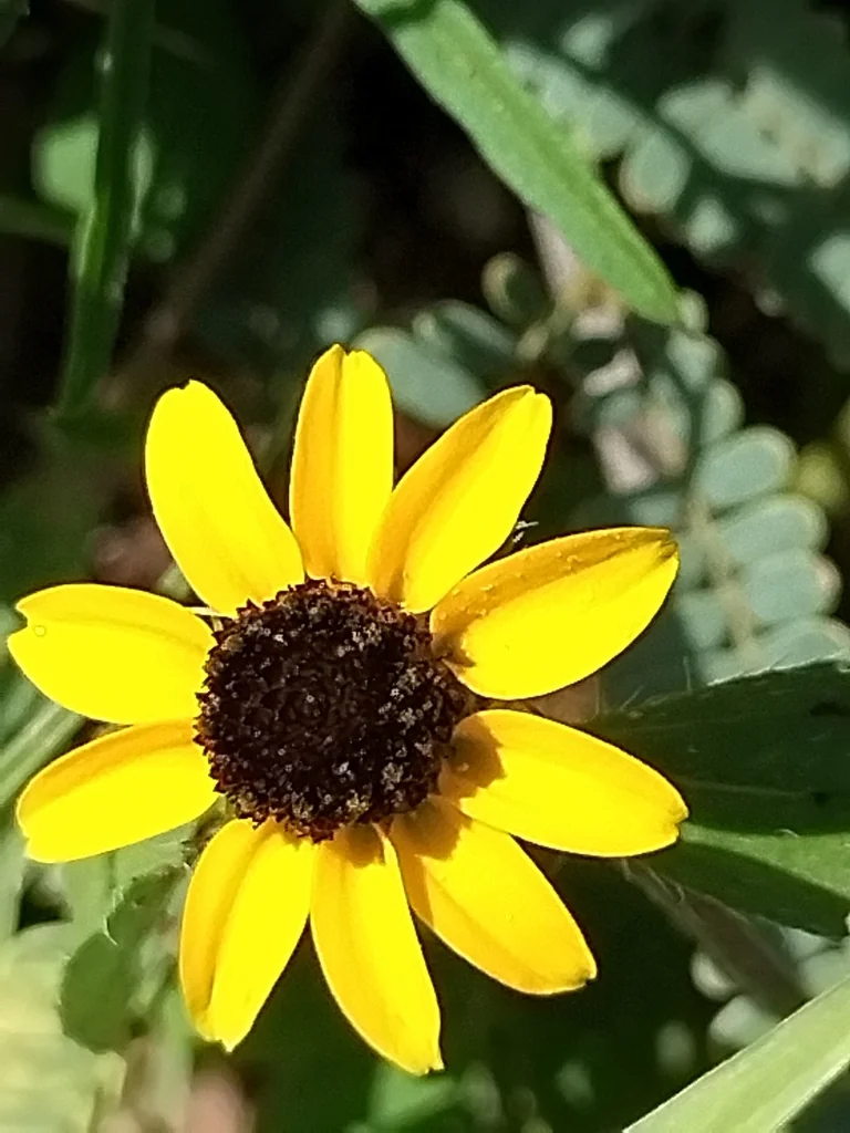 Sanvitalia procumbens