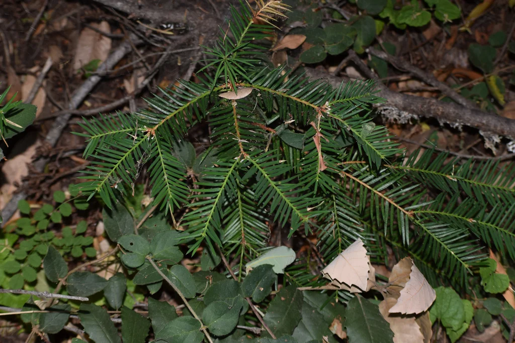 Torreya Californica