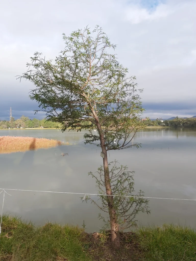 Taxodium Mucronatum