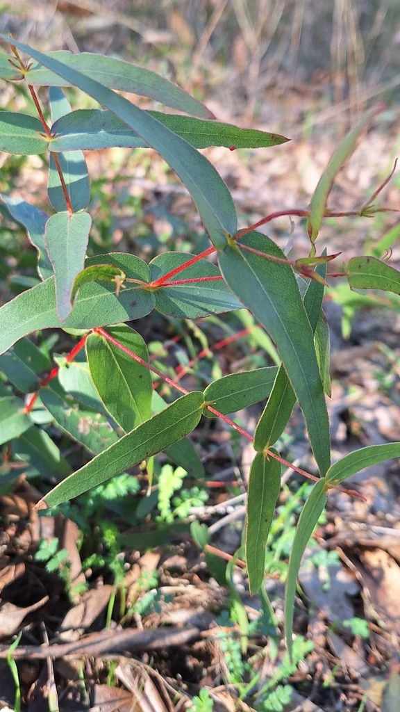 Eucalyptus Viminalis