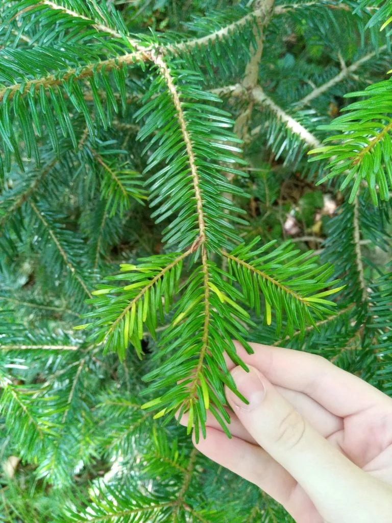 Abies Nordmanniana