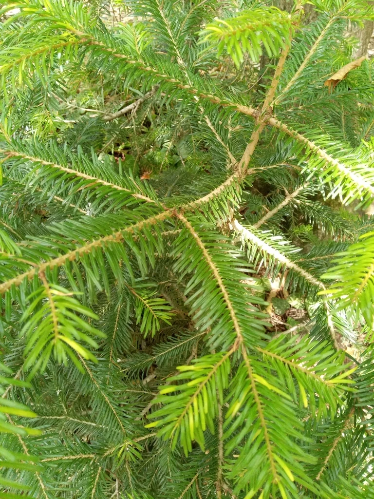 Abies Nordmanniana
