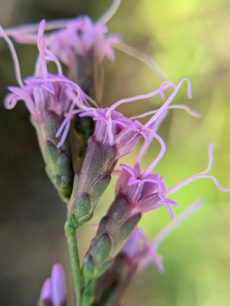 Liatris Microcephala