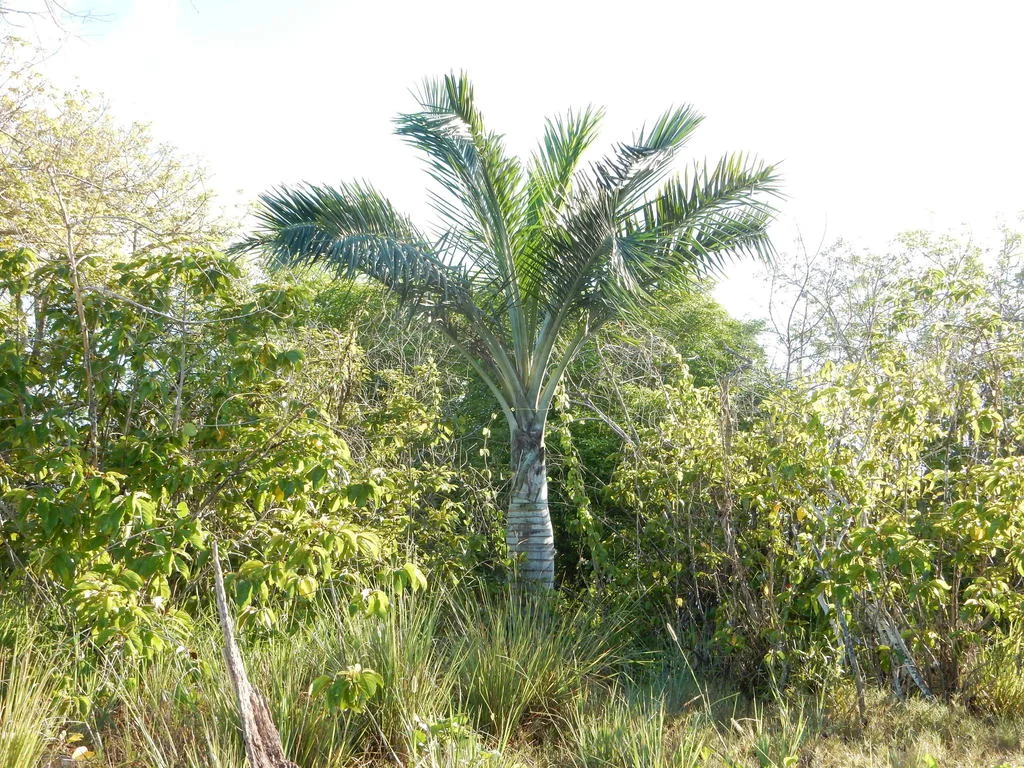 Pseudophoenix Sargentii