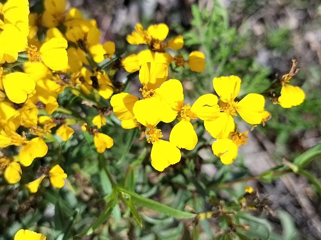 Tagetes Lucida