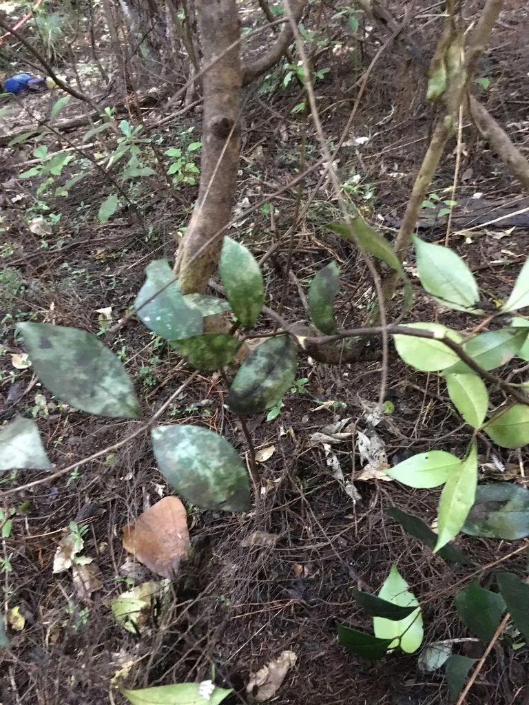 Syzygium Paniculatum