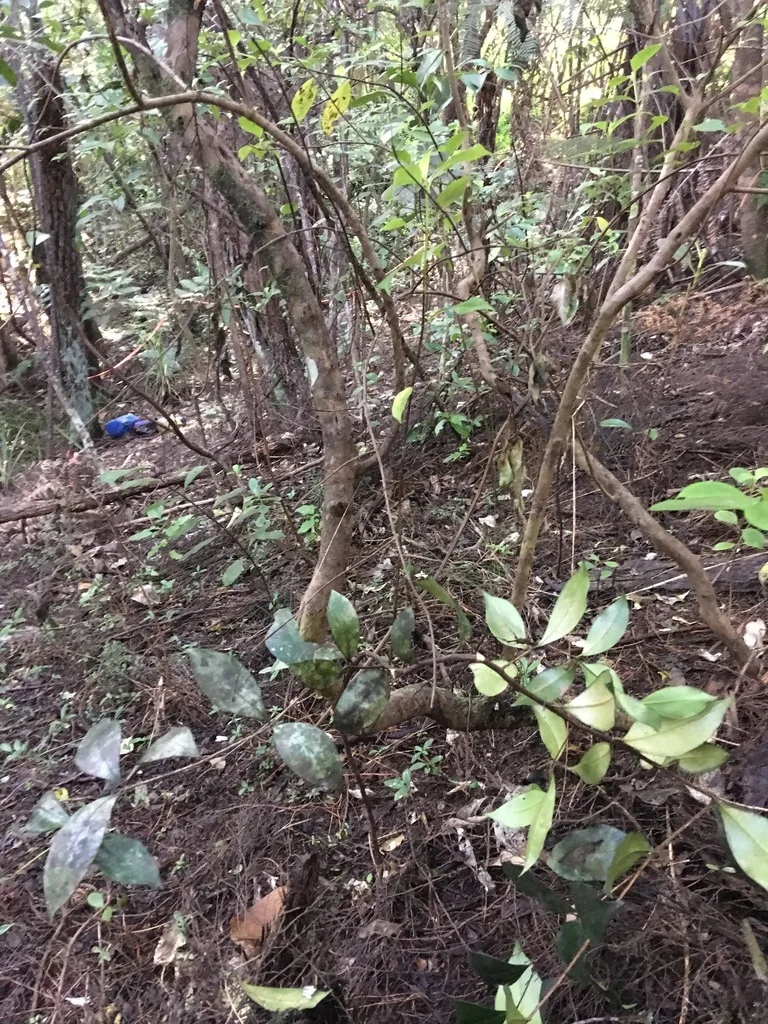 Syzygium Paniculatum