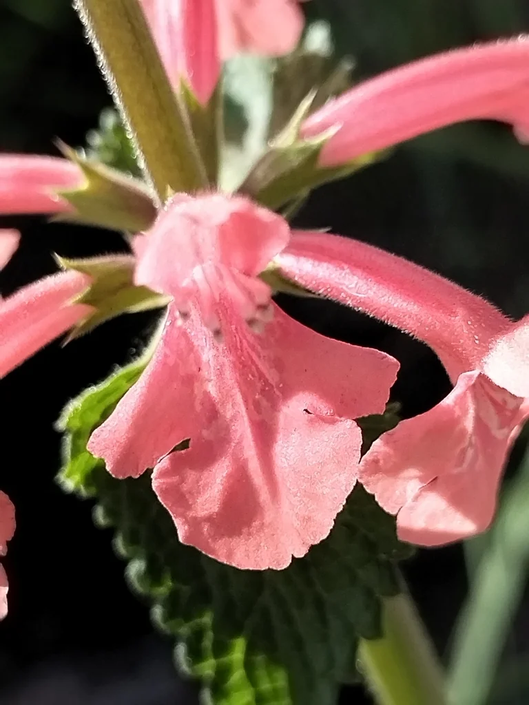 Stachys Coccinea