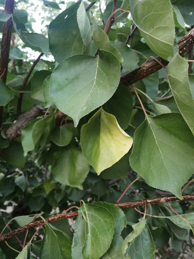 Prunus Armeniaca
