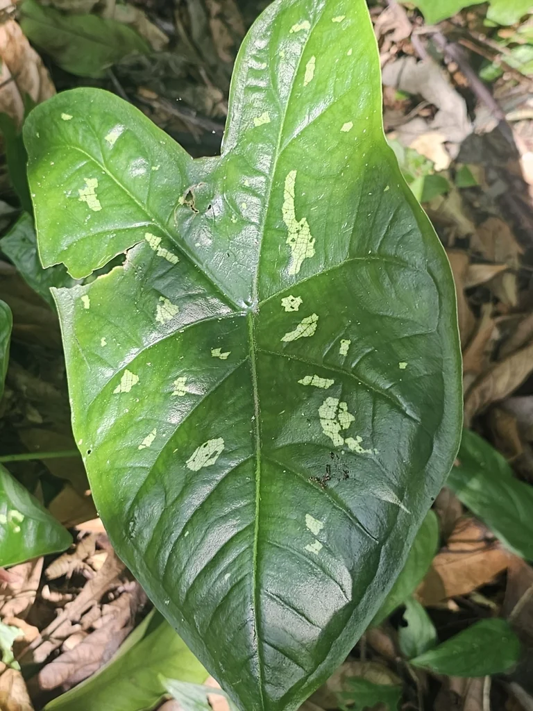 Caladium hortulanum