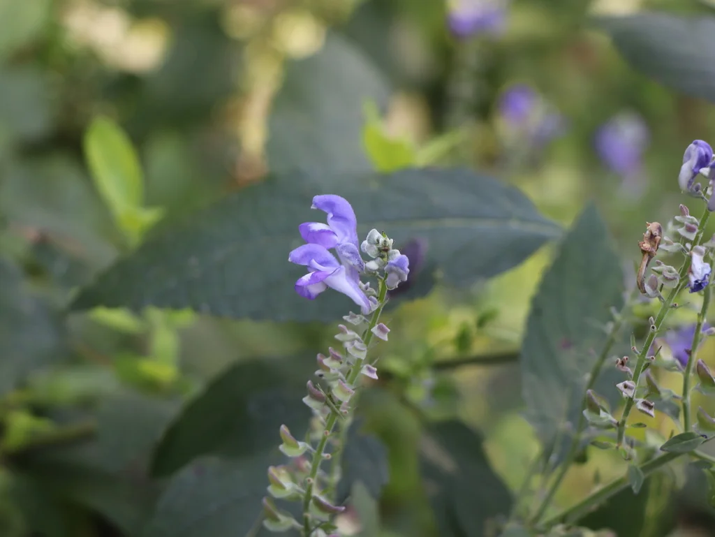 Scutellaria Incana