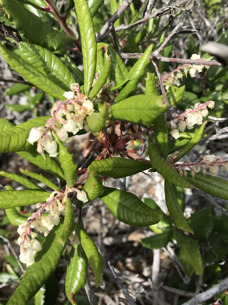 Comarostaphylis Diversifolia