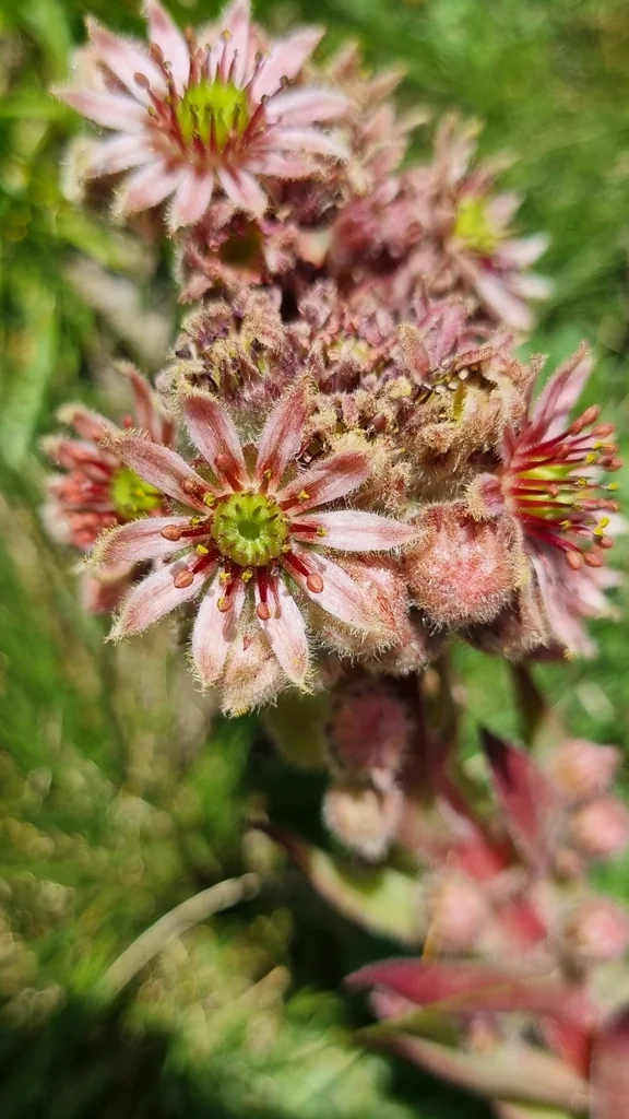 Sempervivum Tectorum