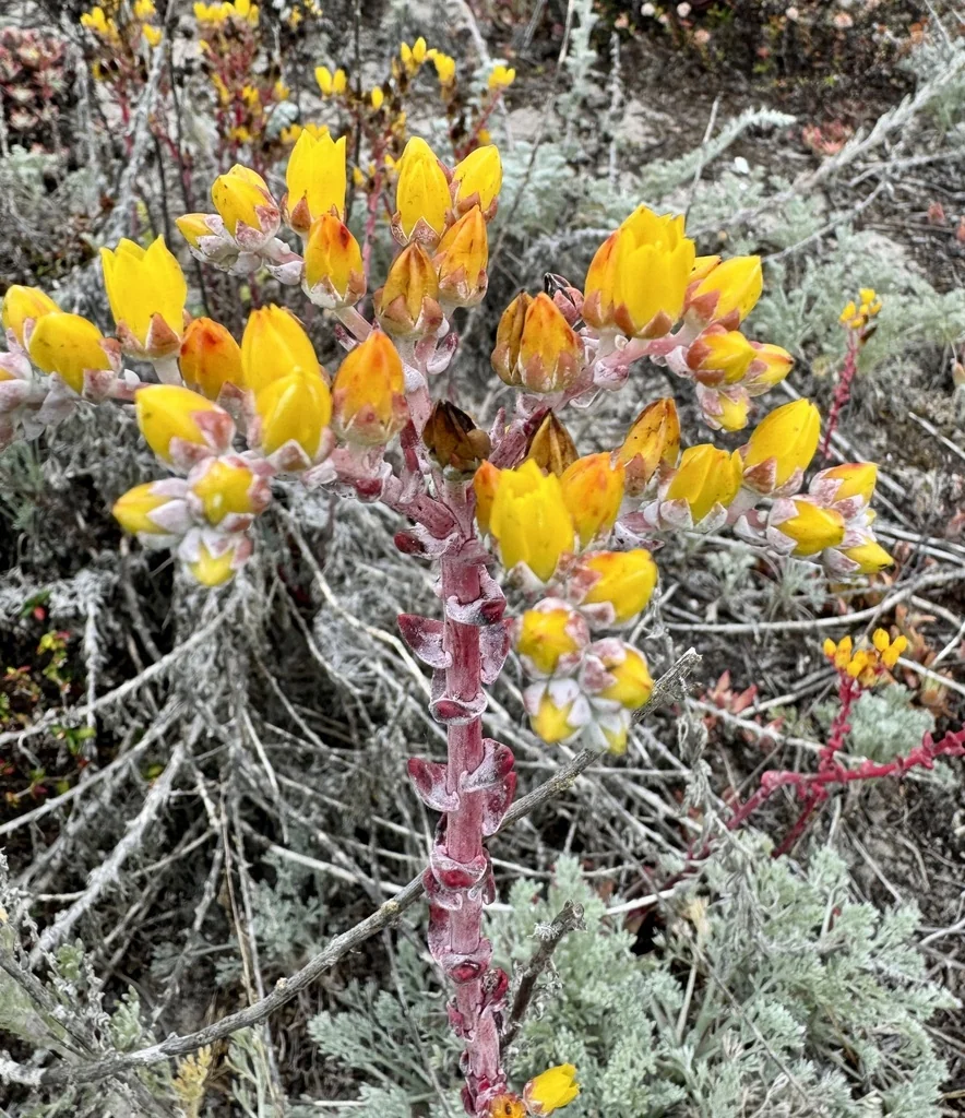 Dudleya Caespitosa