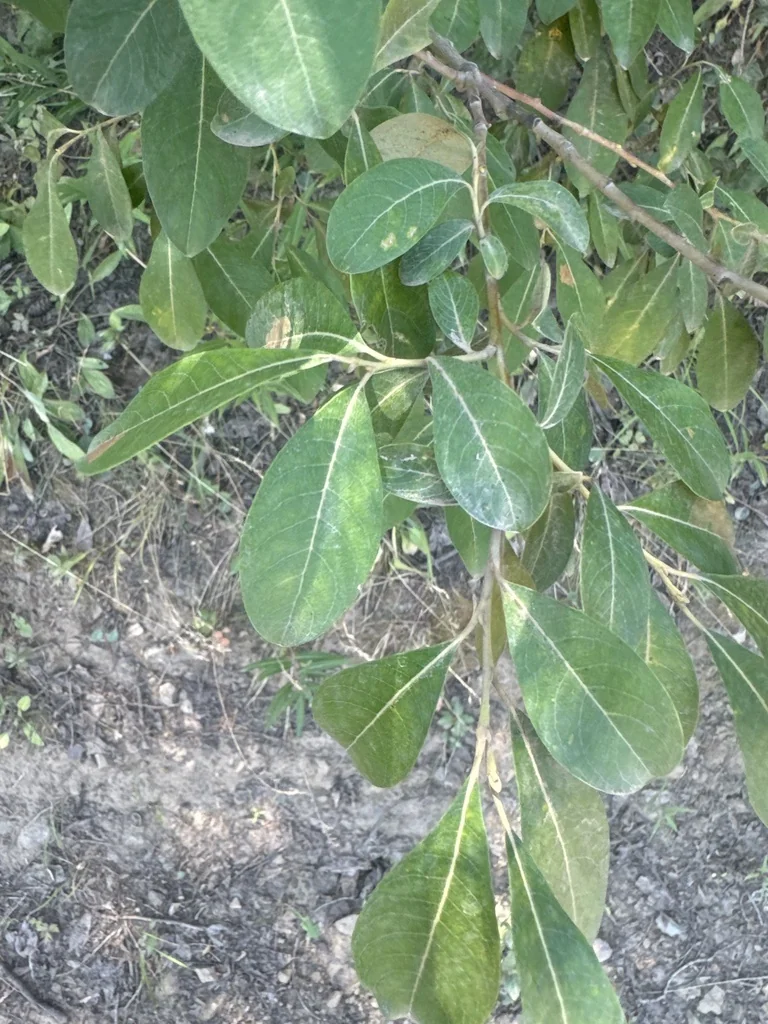 Salix Scouleriana