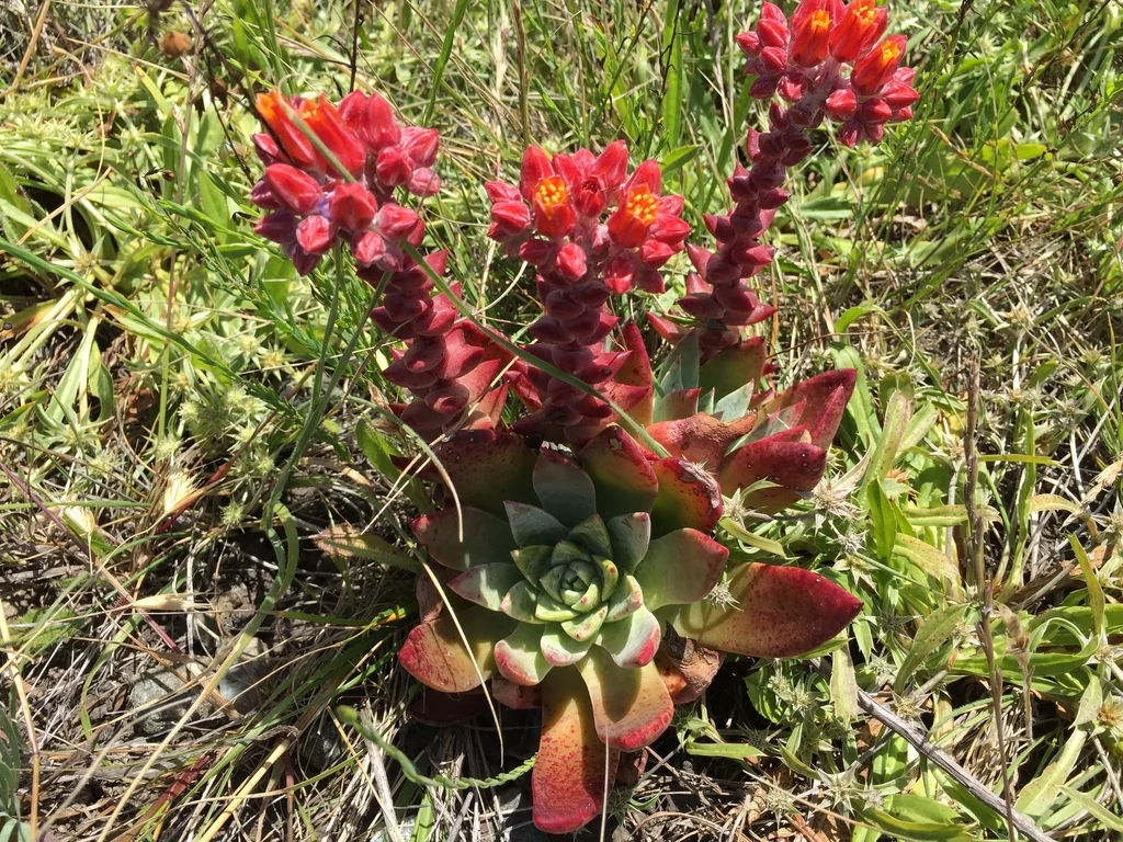 Dudleya Palmeri