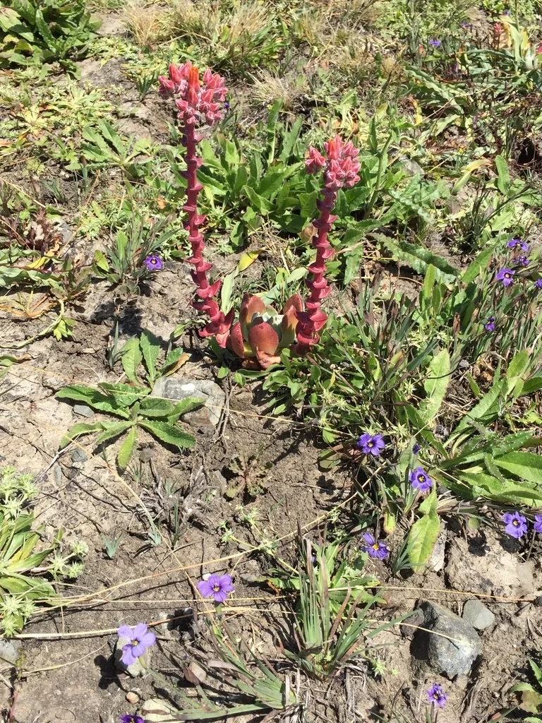 Dudleya Palmeri