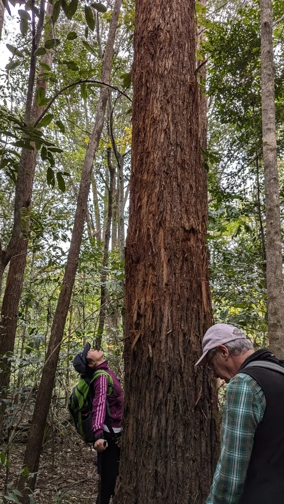 Eucalyptus Microcorys