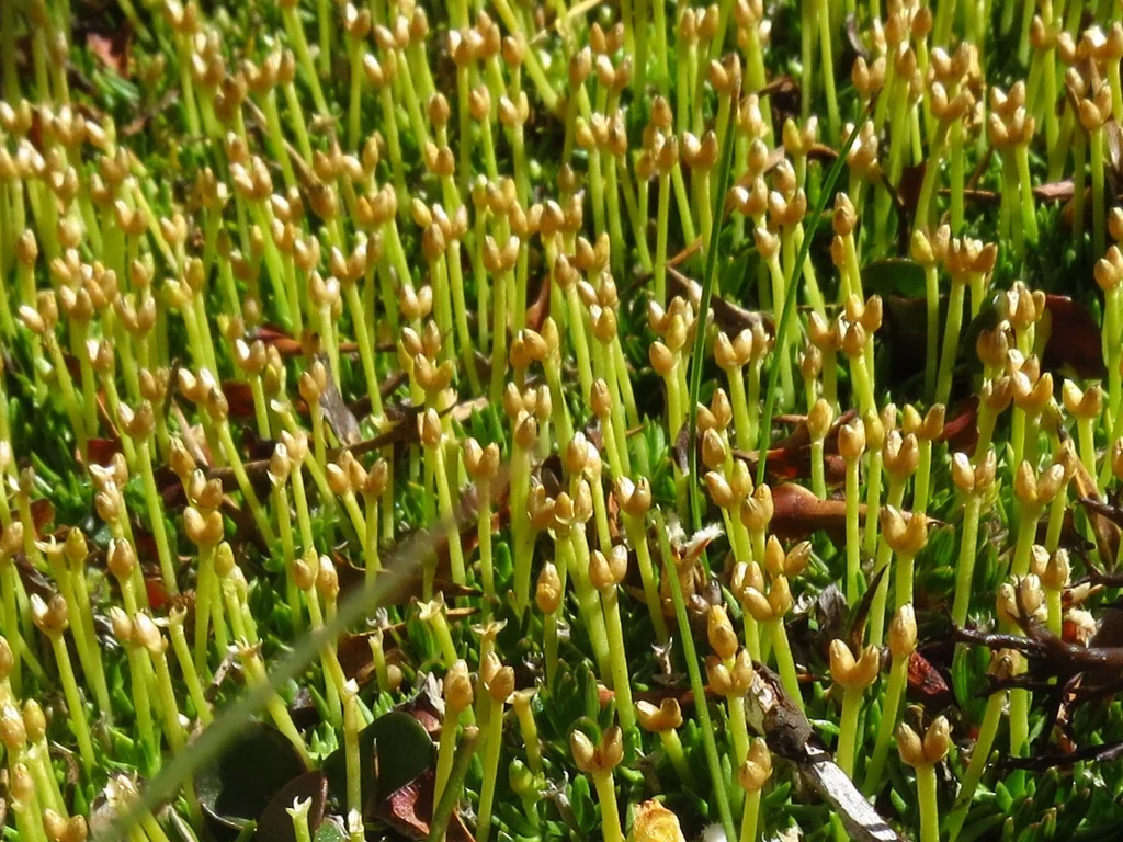Scleranthus Biflorus