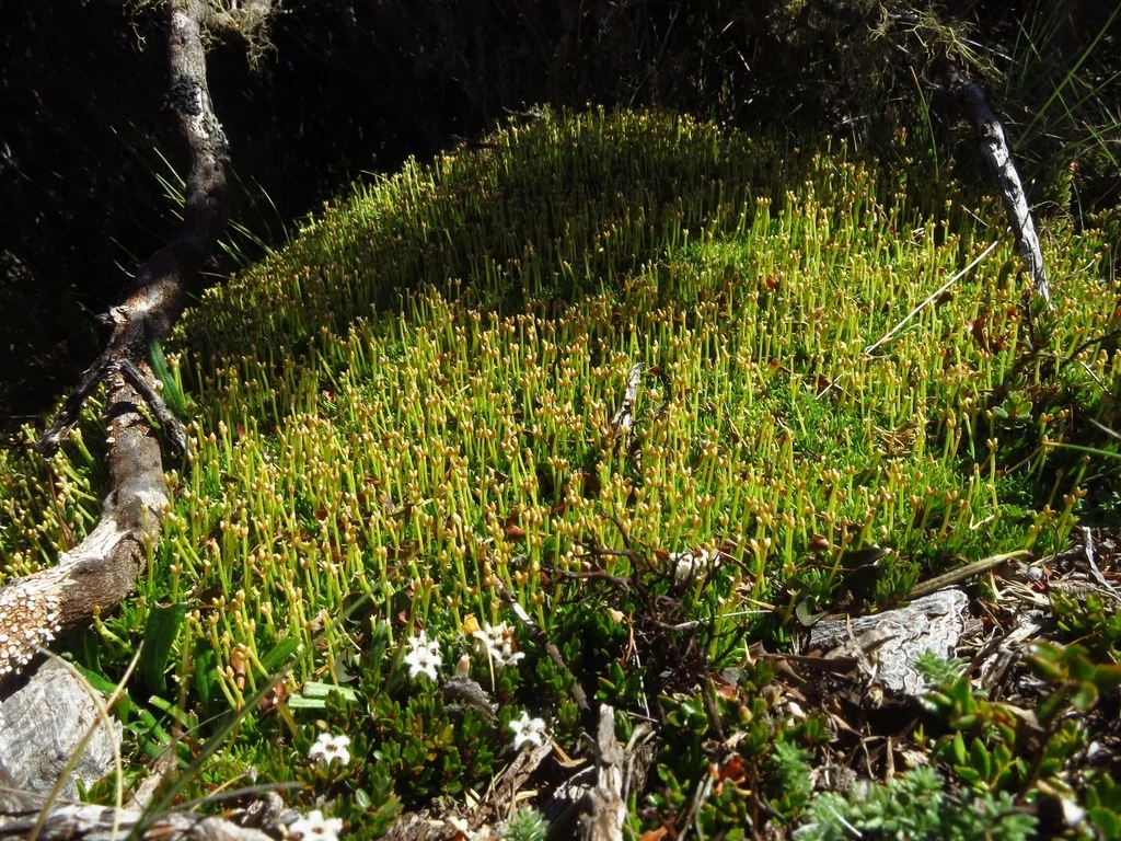 Scleranthus Biflorus