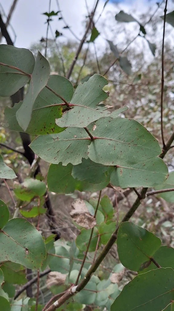 Eucalyptus Leucoxylon