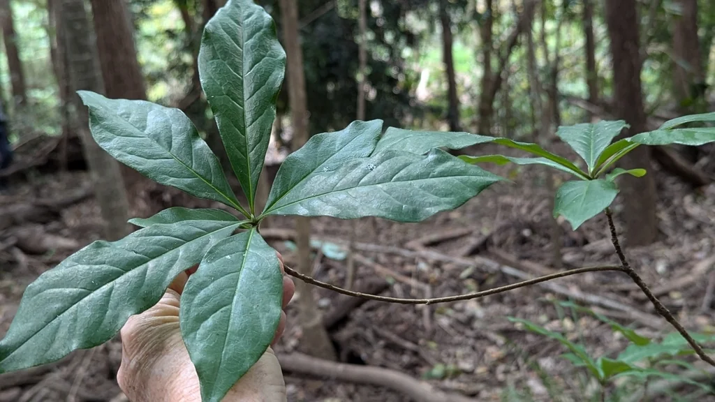 Hymenosporum Flavum