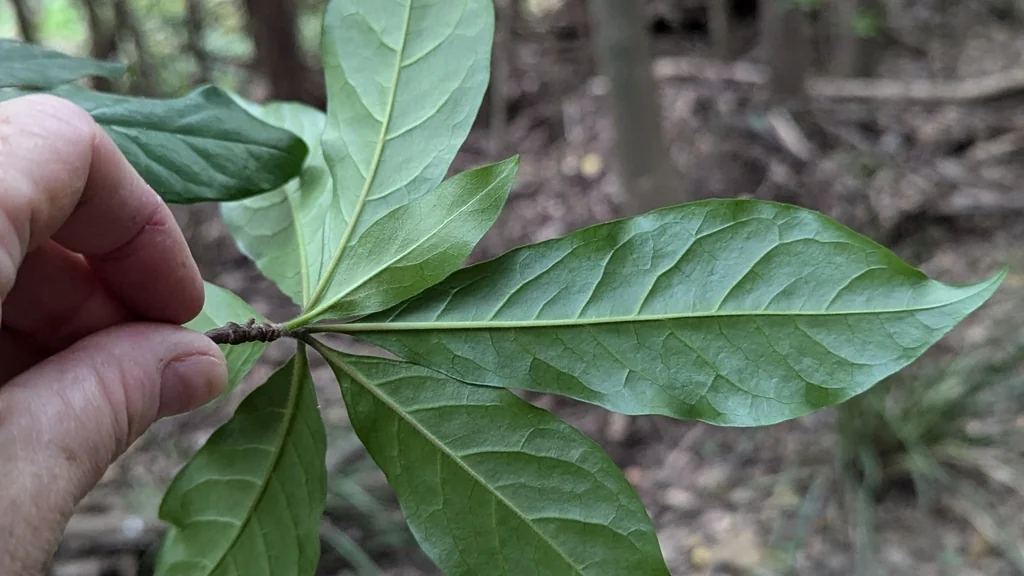 Hymenosporum Flavum
