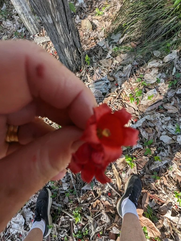 Brachychiton Acerifolius