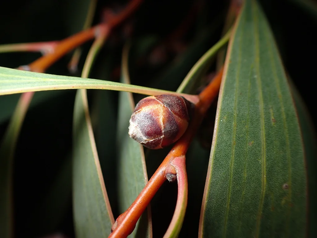 Hakea Laurina