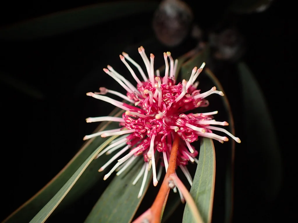 Hakea Laurina