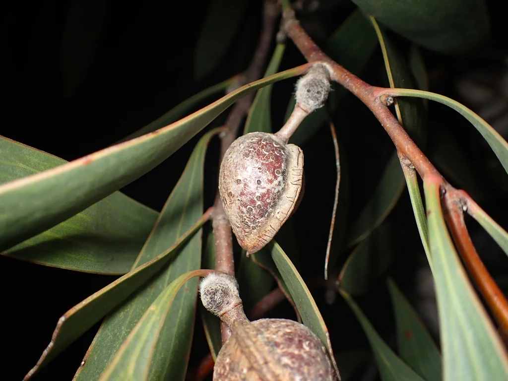 Hakea Laurina