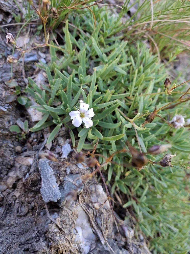 Gypsophila Repens