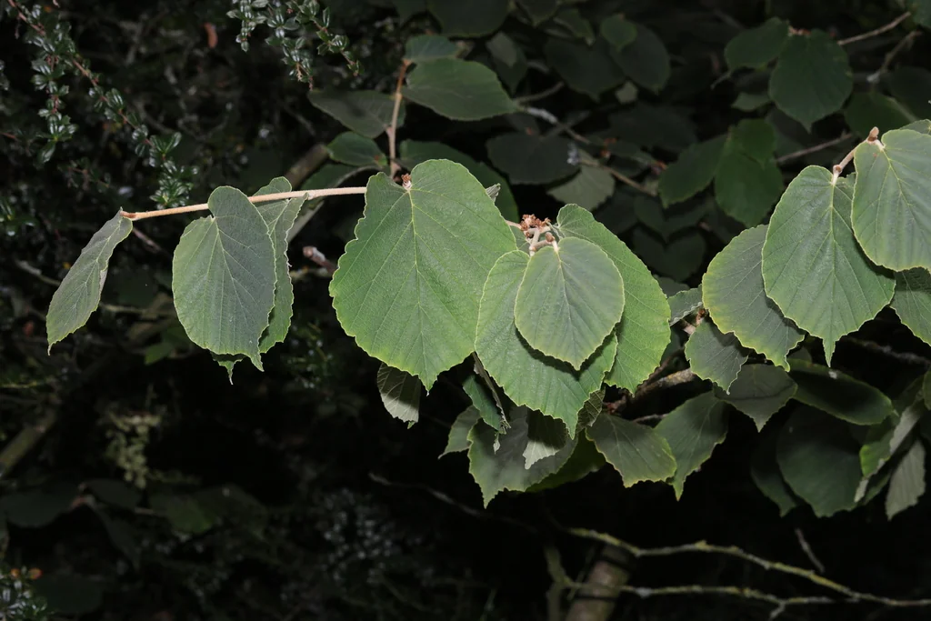 Hamamelis Mollis