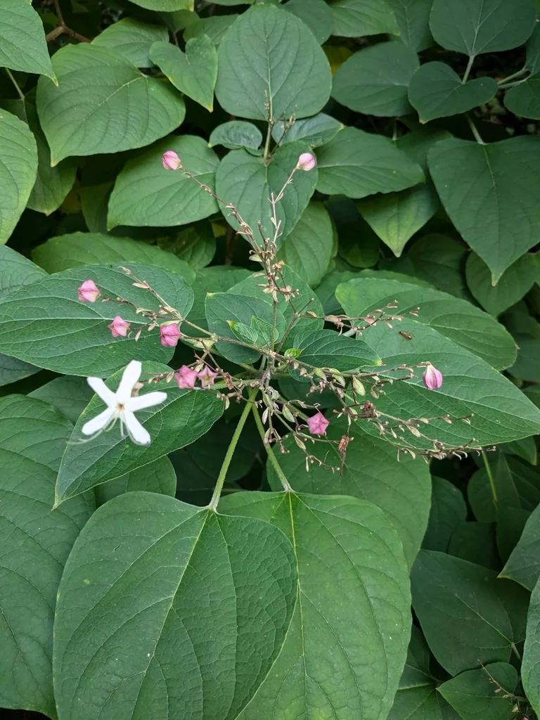 Clerodendrum Trichotomum