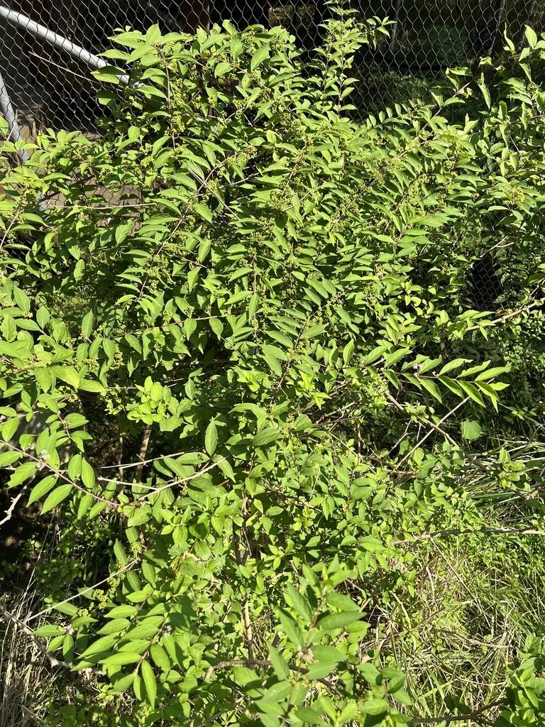 Callicarpa Dichotoma