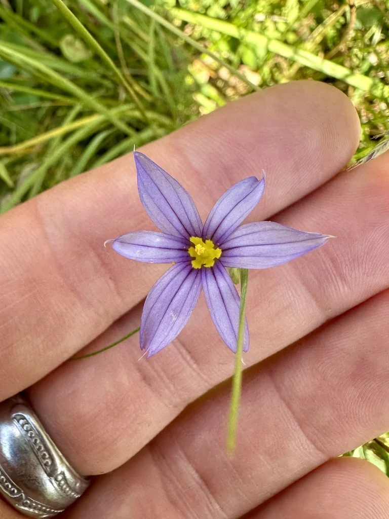 Sisyrinchium Idahoense