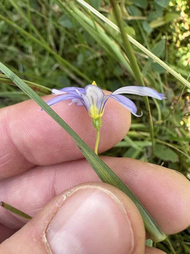 Sisyrinchium Idahoense