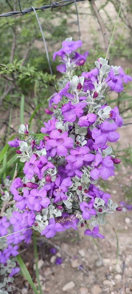 Leucophyllum Candidum