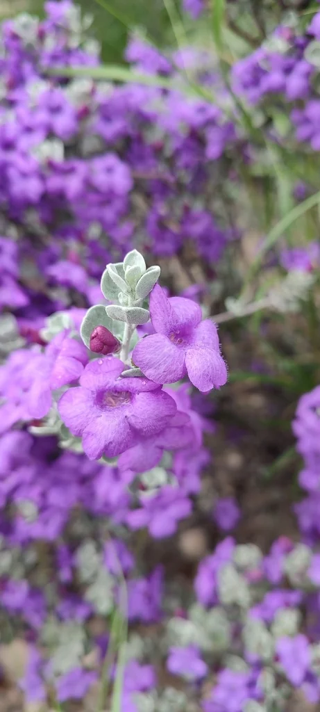 Leucophyllum Candidum