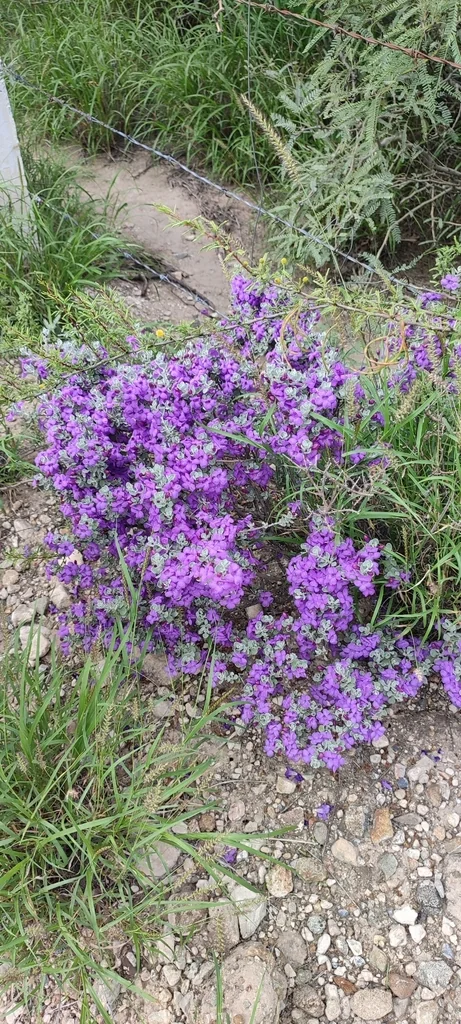 Leucophyllum Candidum