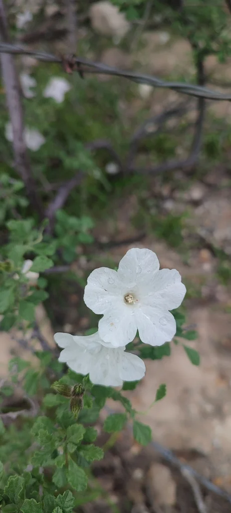 Cordia Parvifolia