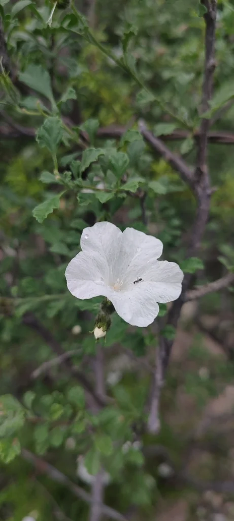 Cordia Parvifolia