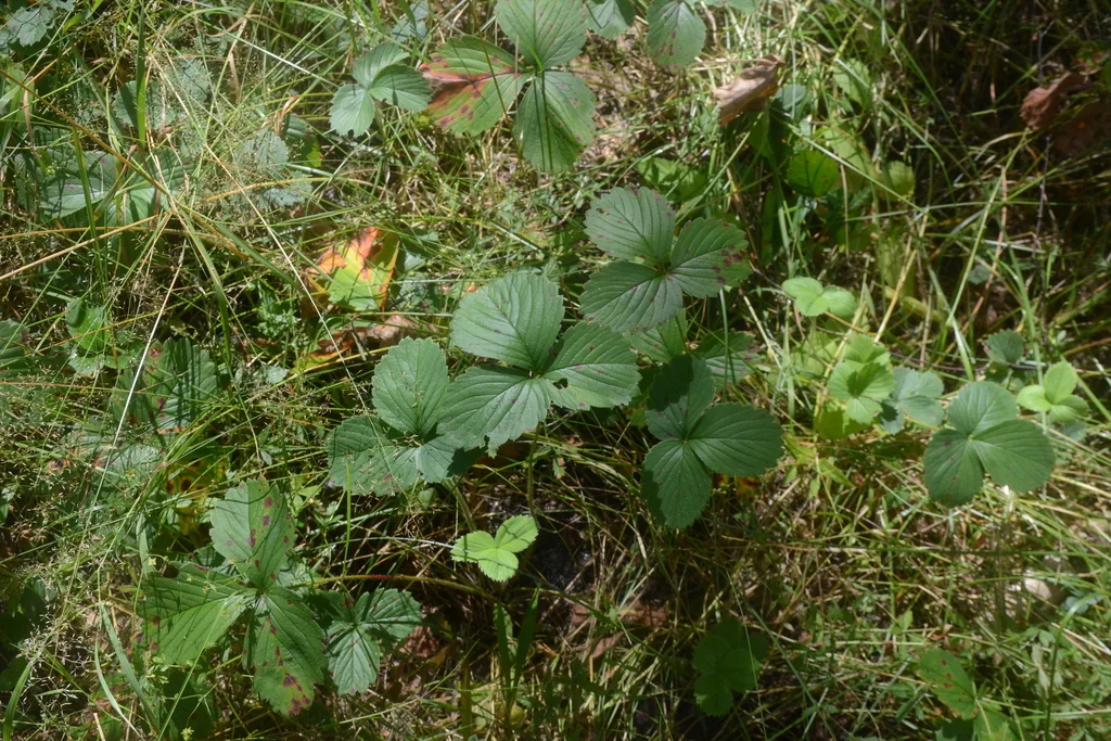 Fragaria ananassa