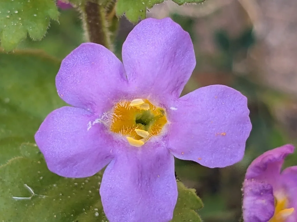 Sutera cordata