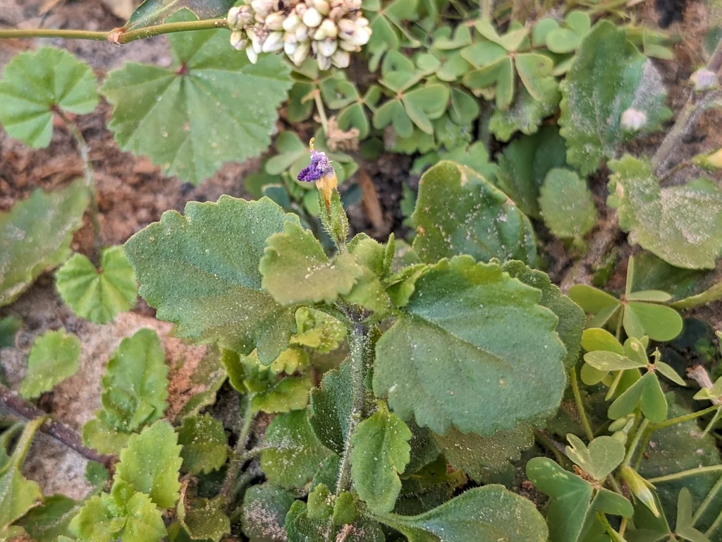 Sutera cordata