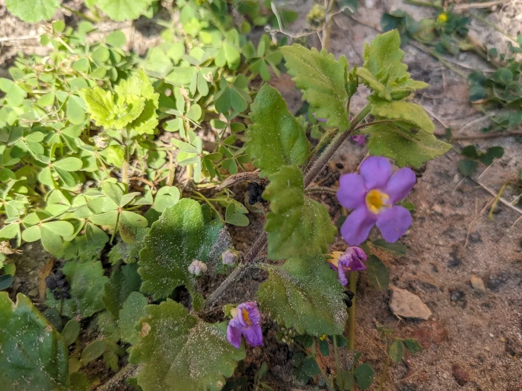 Sutera cordata
